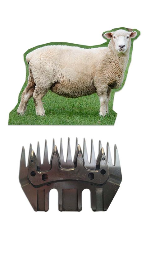 Oštrenje električnih mašinica za šišanje ovaca